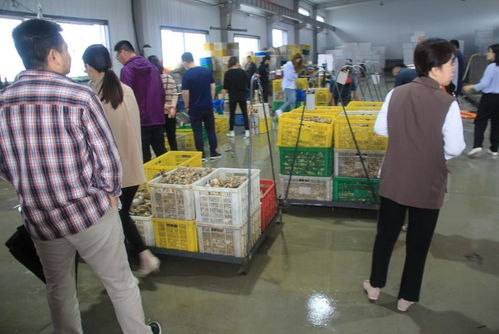 國家重點研發(fā)計劃 藍色糧倉科技創(chuàng)新 重點專項 重要水產(chǎn)養(yǎng)殖生物抗病和抗逆性狀的遺傳基礎與調控機制 項目中期檢查會在乳山召開